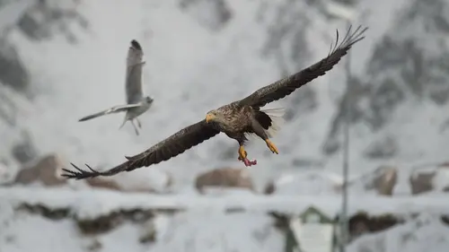 Archipels du nord : Les îles Vesterålen