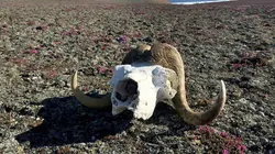 Arctique - Le jour d'après