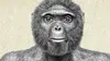 Ardi, les origines de l'Homme