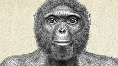 Ardi, les origines de l'Homme