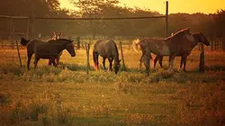 Argentine : de la pampa à Palermo