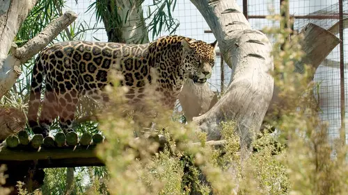 Argentine : le retour du jaguar
