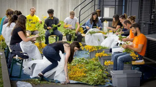 Arnica, la reine des Vosges