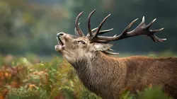 Arsenal de la nature