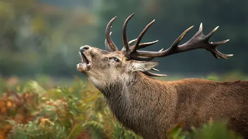 Arsenal de la nature