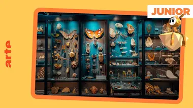 Japon : des scarabées comme animaux de compagnie