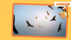 ARTE Junior, le mag  Tous au zoo !