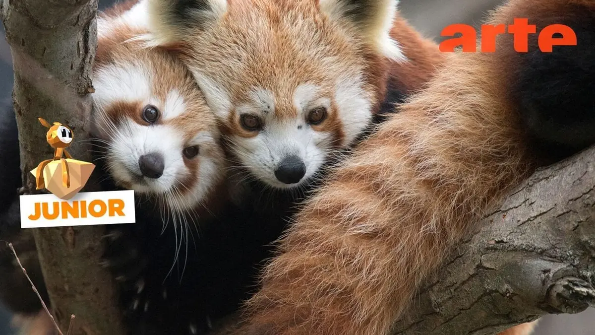 ARTE Junior, le mag Sauvez les pandas roux !
