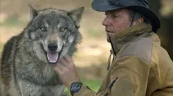 Arte regards Les chiens-loups, des animaux de bonne compagnie ?