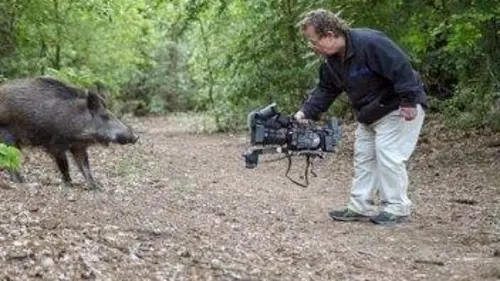 Arte Regards Les animaux sauvages s'invitent en ville