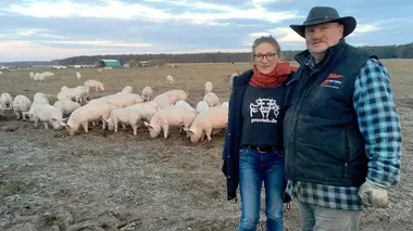 La peste porcine en Europe