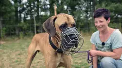 Arte Regards Chiens méchants !