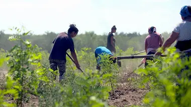 Désertification en Roumanie