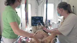 Arte Regards E611 Passion vétérinaire