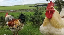 Arte Regards E683 En Ecosse, un hospice pour animaux