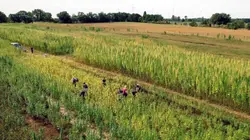 Arte Regards E780 Le CBD, une substance qui nous veut du bien