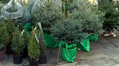 Vers un Noël écoresponsable ?