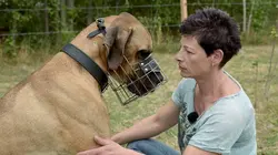 Arte Regards E314 Chiens méchants !