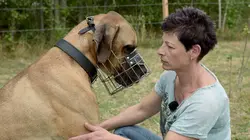 Arte Regards E314 Chiens méchants !