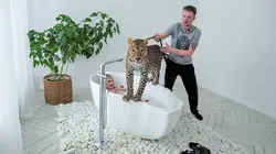 Arte Regards  E560 Russie, un félin à tout prix