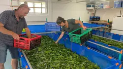 Arte Regards E944 La mode en soie : la Suisse produit et tisse local !