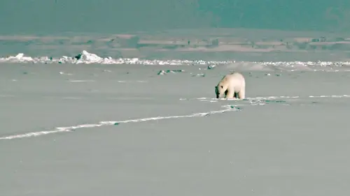 Arved Fuchs, l'explorateur des glaces