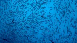 Ascension Island : l'île aux requins