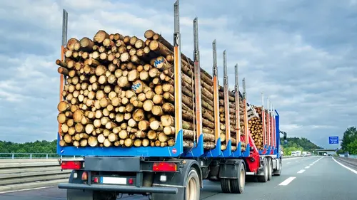 Asphalt Cowboys La fête dans la forêt