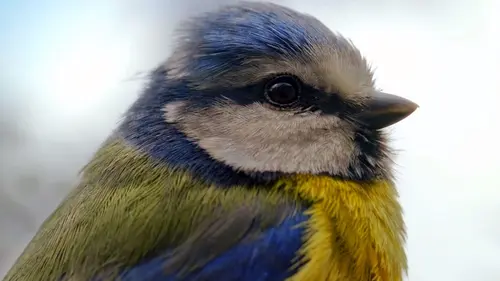 Associations de bienfaiteurs Le maquis