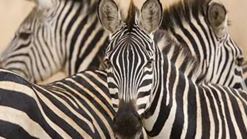 Astuces de la nature S01E01 Ni vu ni connu