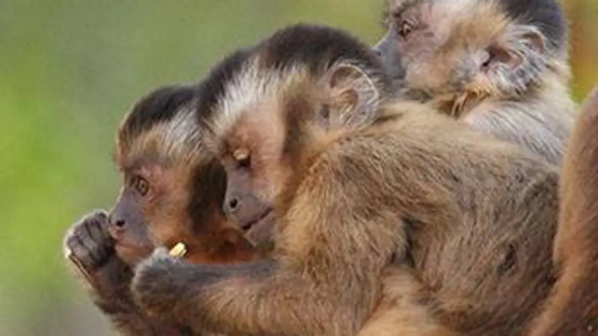 Astuces de la nature S01E02 Opération casse-croûte