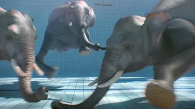 Hockey sub-aquatique