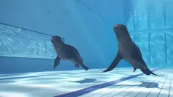 Athleticus S04E21 Apnée statique