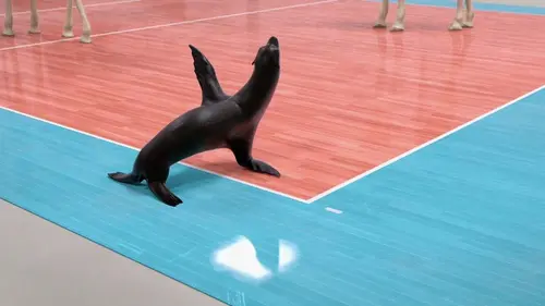 Athleticus S01E16 Volley-ball
