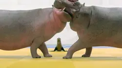 Athleticus S01E20 Judo