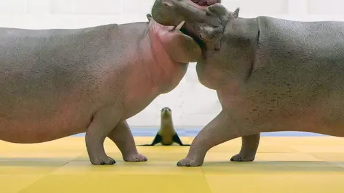 Athleticus S01E20 Judo