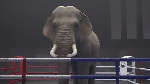 Athleticus S01E30 Boxe