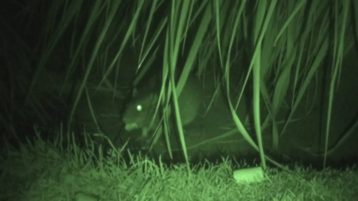 Atlantique australe, mission dératisation