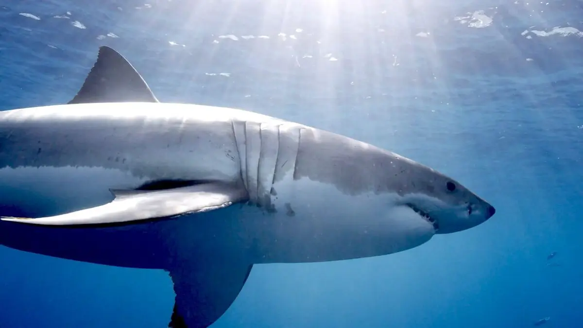 Attaque de requins en mer Rouge