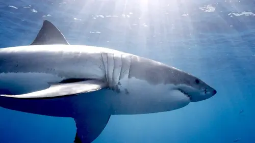 Attaque de requins en mer Rouge