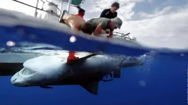 Attaques de requins à la Réunion - L'enquête