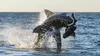 Attaques de requins : survivre au pire