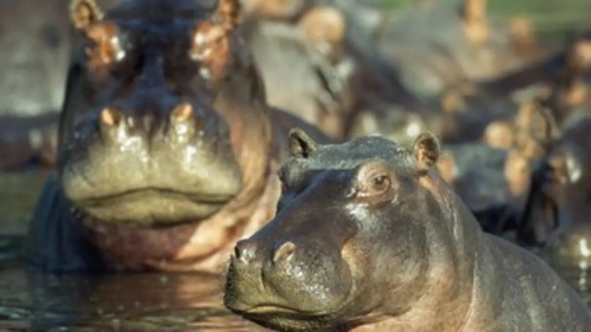 Attention hippopotames !
