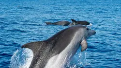 Attention ! Passage d'animaux : Quand la faune croise nos routes