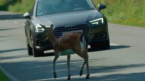Casting Attention ! Passage d'animaux : Quand la faune croise nos routes