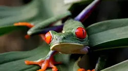 Visuel de Attention prédateurs !