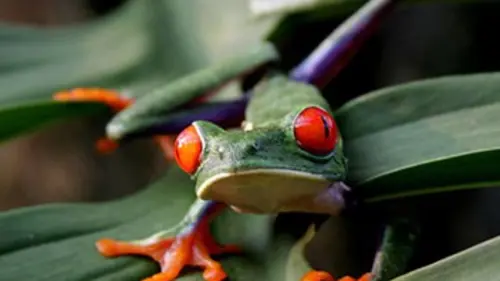 Attention prédateurs !