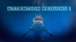 Attention requins !