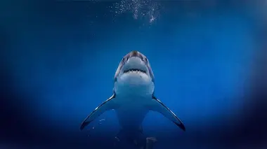 Attention requins !