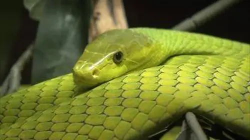 Attention séisme ! Le système d'alerte des animaux